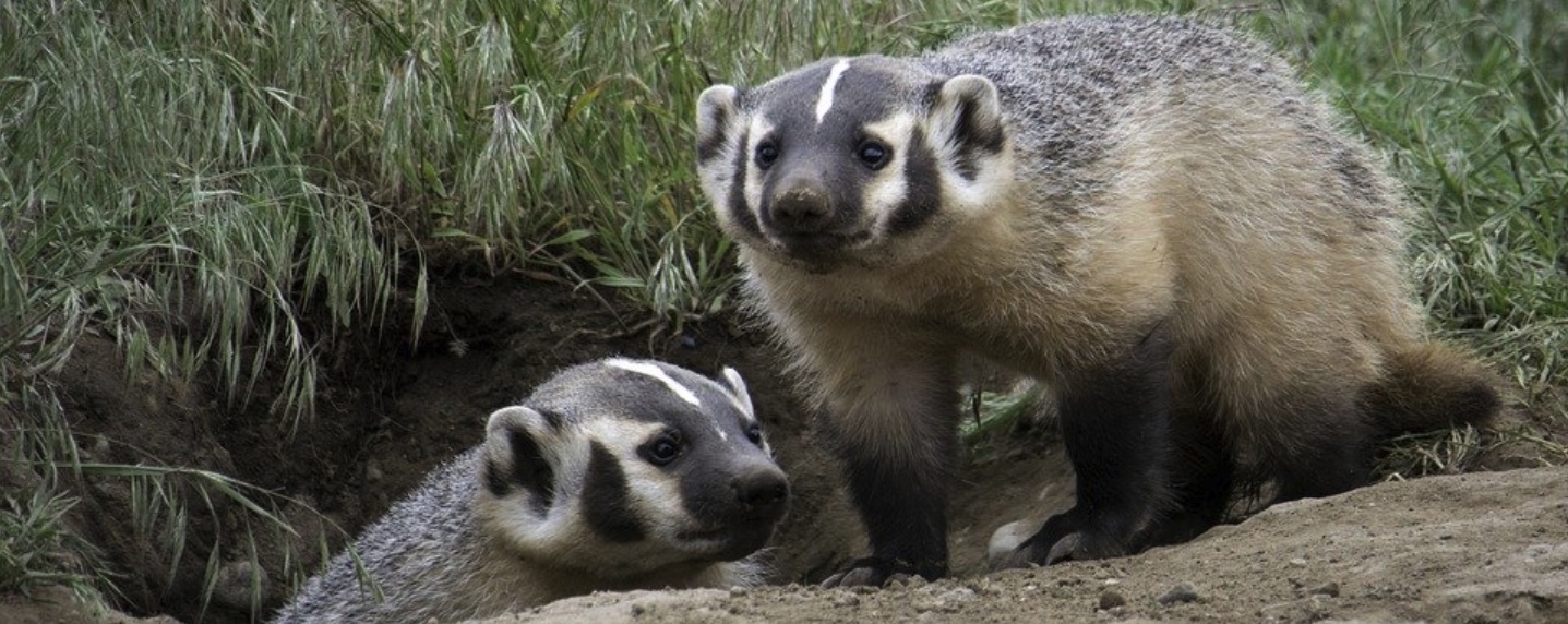 American Badger, journal of wild culture