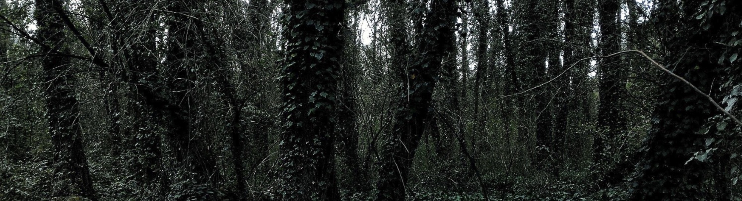 dark forest, journal of wild culture, ©2020