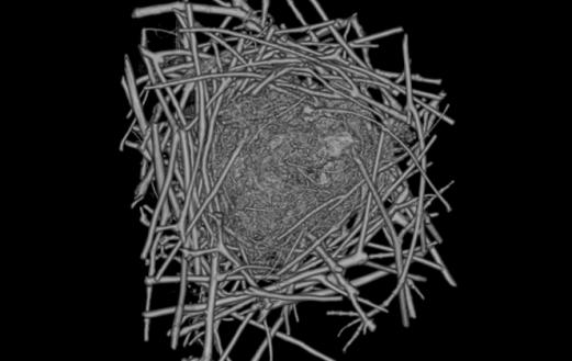 Bird's nest CT scans, journal of wild culture ©2021