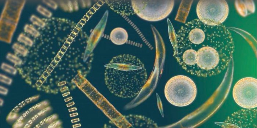 Phytoplankton, journal of wild culture ©2021