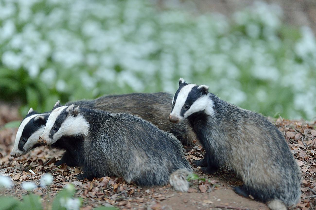 badger family, journal of wild culture ©2021