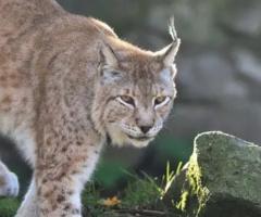  Balkan Lynx -, journal of wild culture ©2022.jpg (128.04 KB)