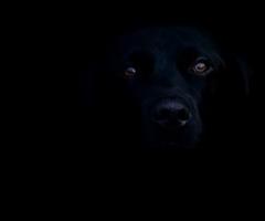 Black dog in darkness, black dog at night