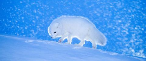  Arctic fox ©Kurt Selmer, journal of wild culture ©2021