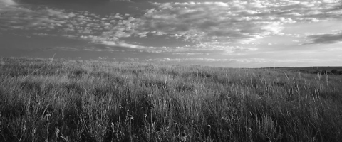 Prairie fields, journal of wild culture ©2021