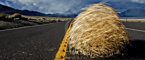 Tumble weed on highway, journal of wild culture, ©2019