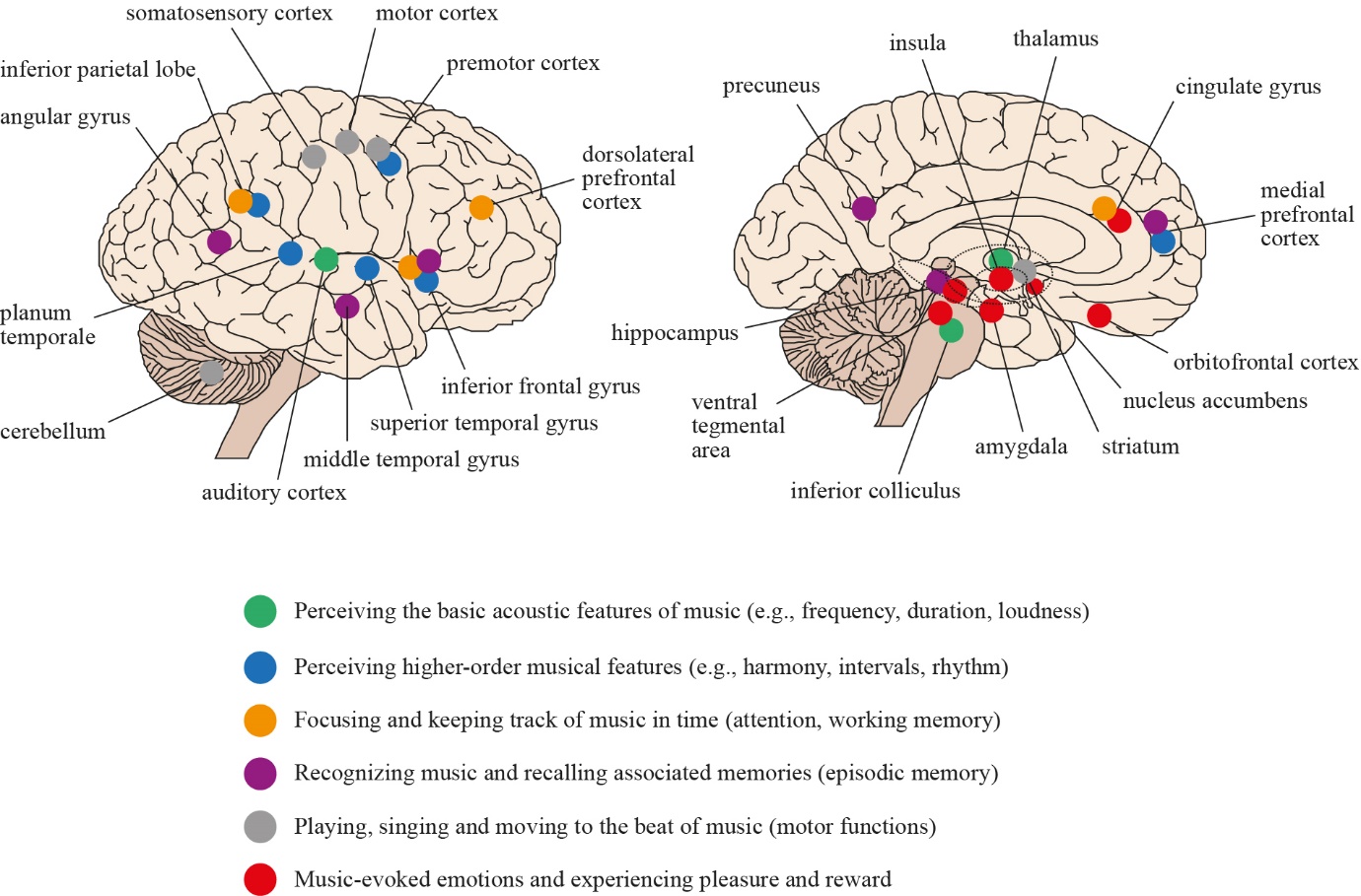 Music as the Brain’s Universal Language | The Journal of Wild Culture