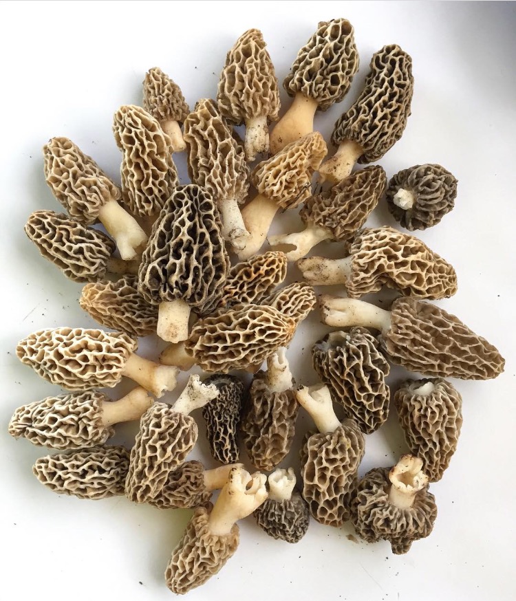 Three Wild Morel Mushrooms On A Plate Duvet Cover by Snap Decision 