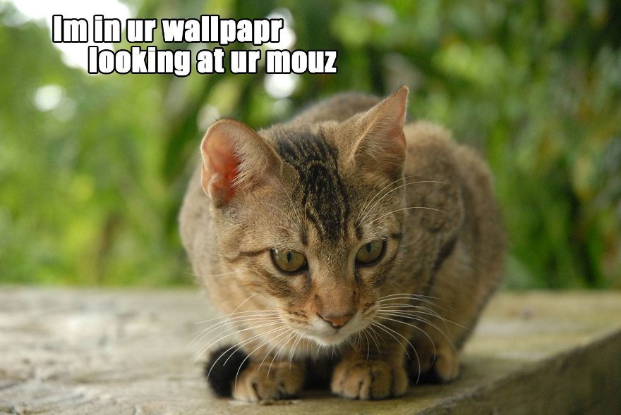 Cat Humor #8