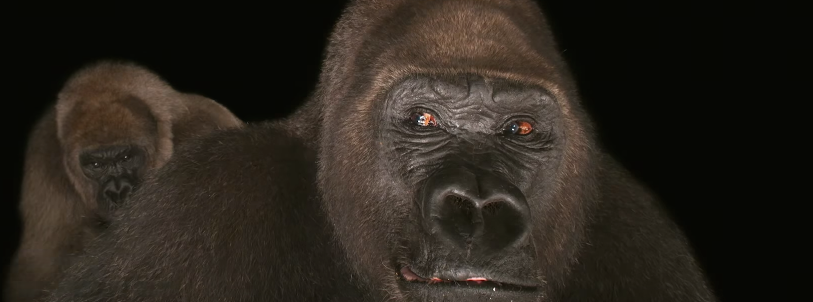Apes in the night, Journal of the Wild Culture, ©2016