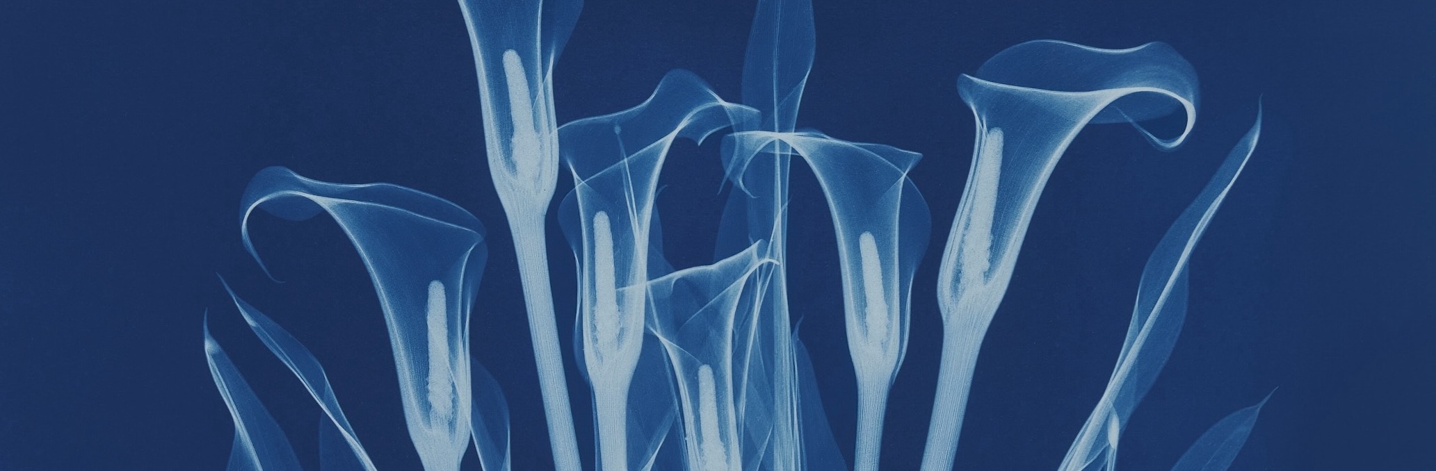 A Flower Through X-ray Eyes_journal of wild culture Lilies_Bryan Whitney_journal of wild culture .jpg