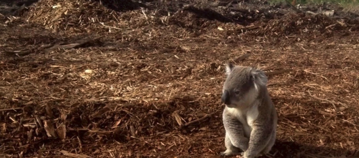 Koala in the clearcut forest