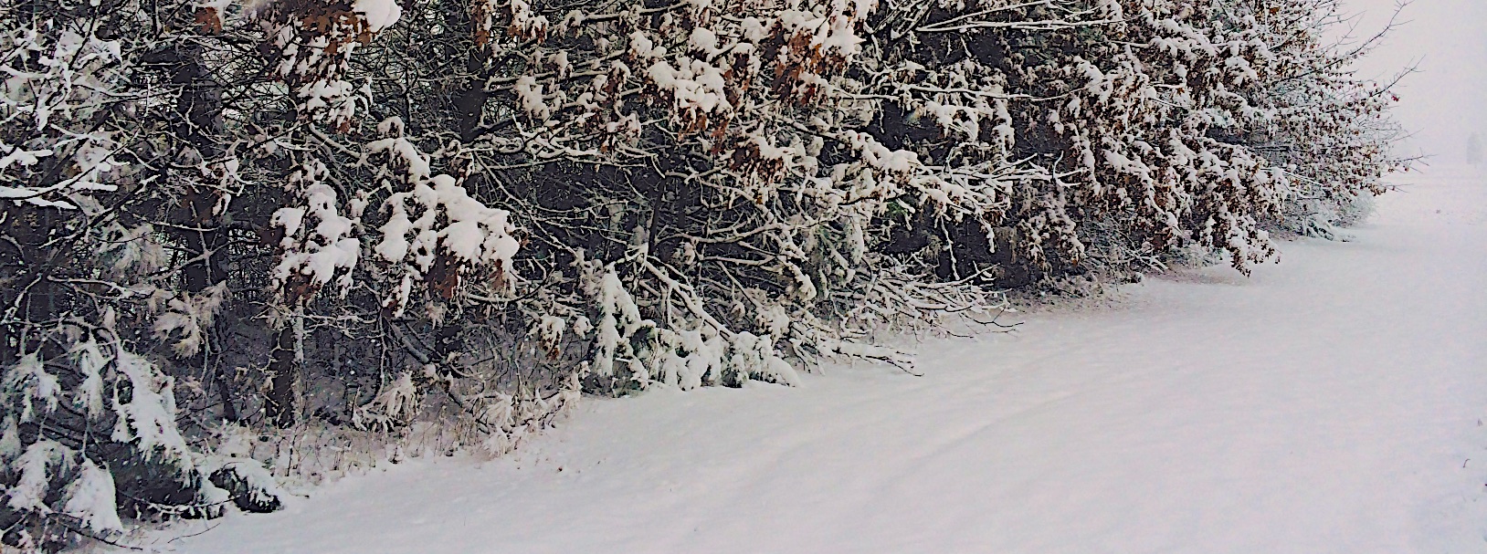 Wintry bush, Wild Culture, by Whitney Smith ©2014