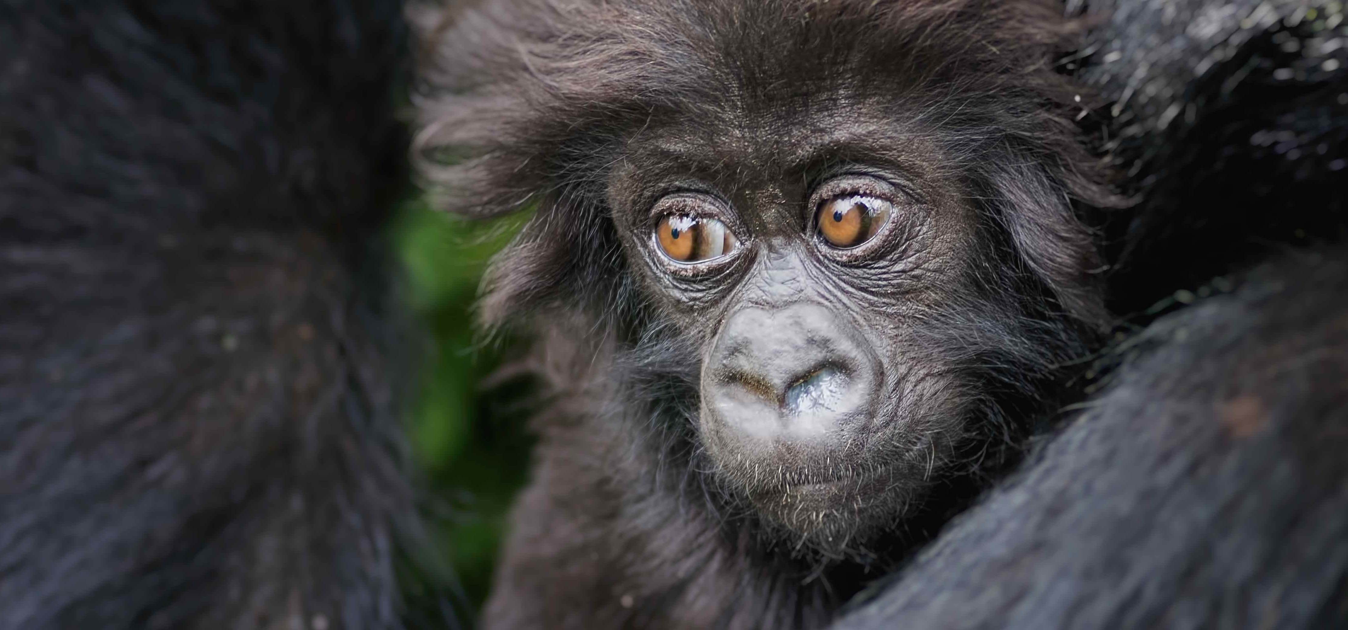 Baby chimpanzee ©Billy Dodson (USA). Volcanoes National Park, Rwanda.jpg