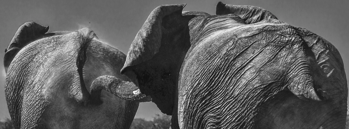 Elephant bulls, Wild Culture, ©2015