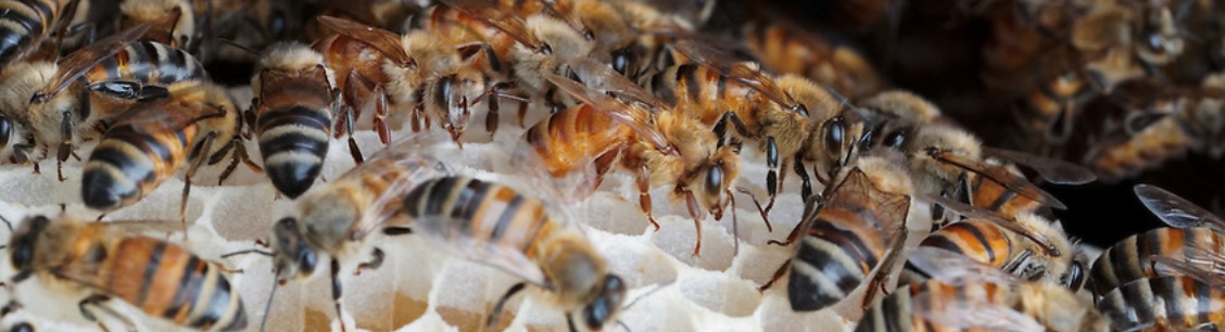 Honey bees Honey bees