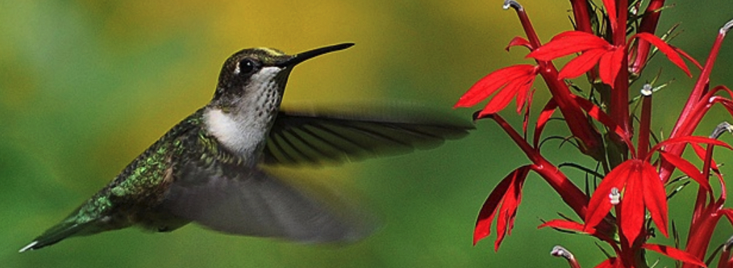 Hummingbird, journal of wild culture ©2021