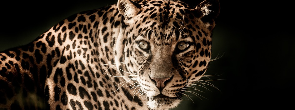 Leopard, journal of wild culture, ©2018