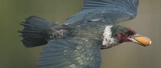 Lewis' Woodpecker_Birds of North America_journal of wild culture