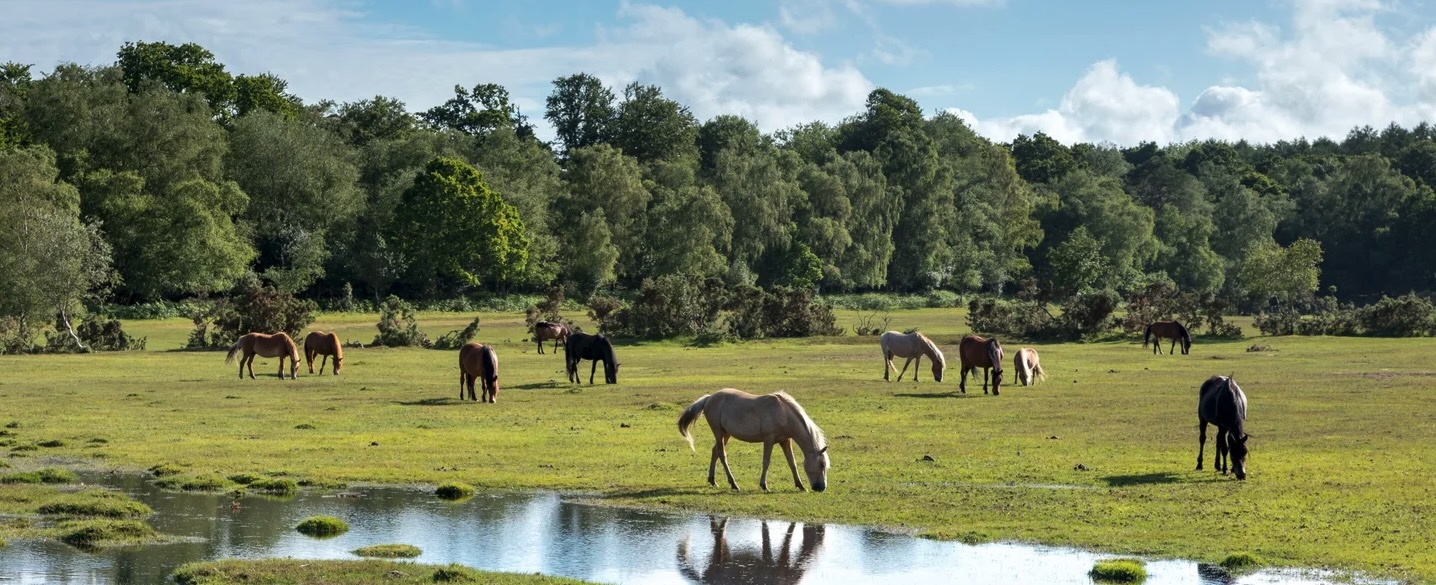 Horses in a commons_journal of wild culture©2025 New Forest ponies_journal of wild culture