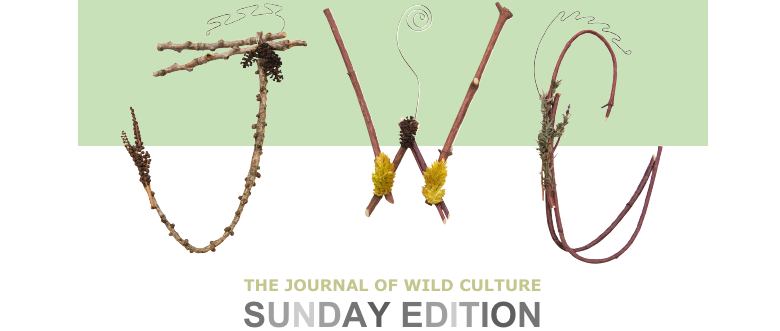 The Journal of Wild Culture Sunday Edition