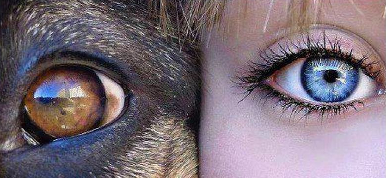 Animal and human eyes, Wild Culture, ©2014