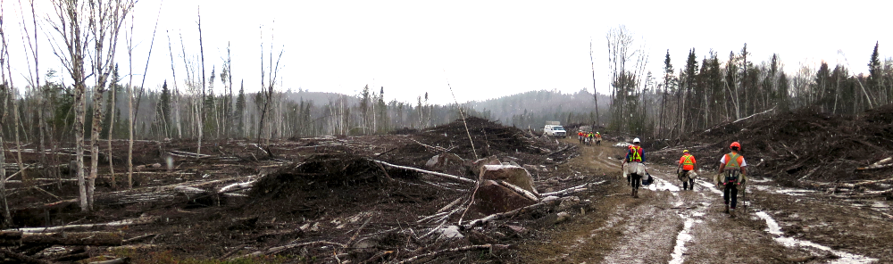 Six Million Trees, Journal of Wild Culture, ©2017 1488_0.png 