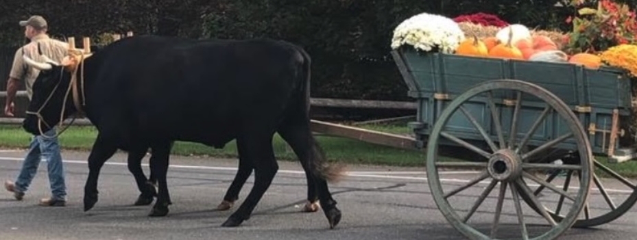 Small town democracy_journal of wild culture ©2026