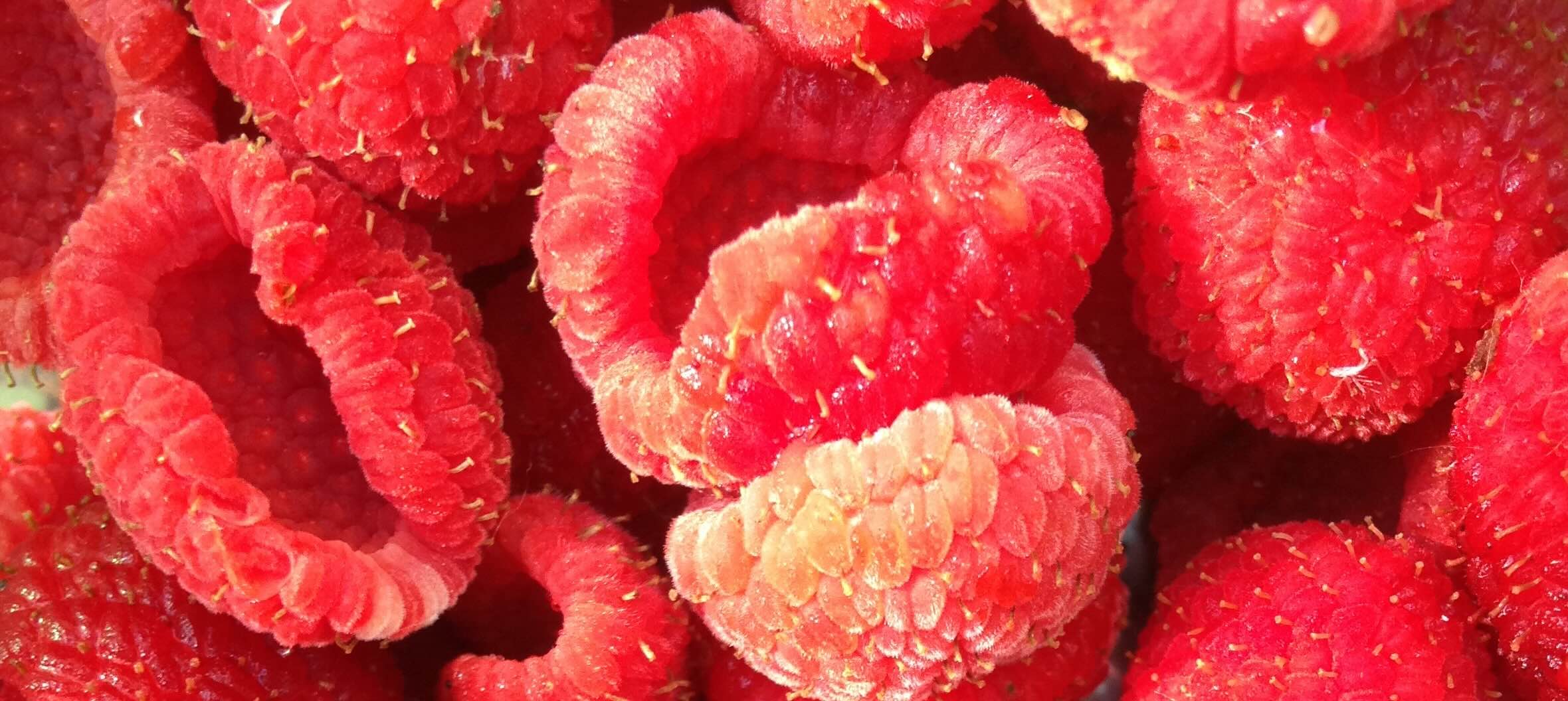 Thimbleberries_journal of wild culture Thimbleberries_journal of wild culture 2023 photo by Julie Gard.jpg (245.86 KB)