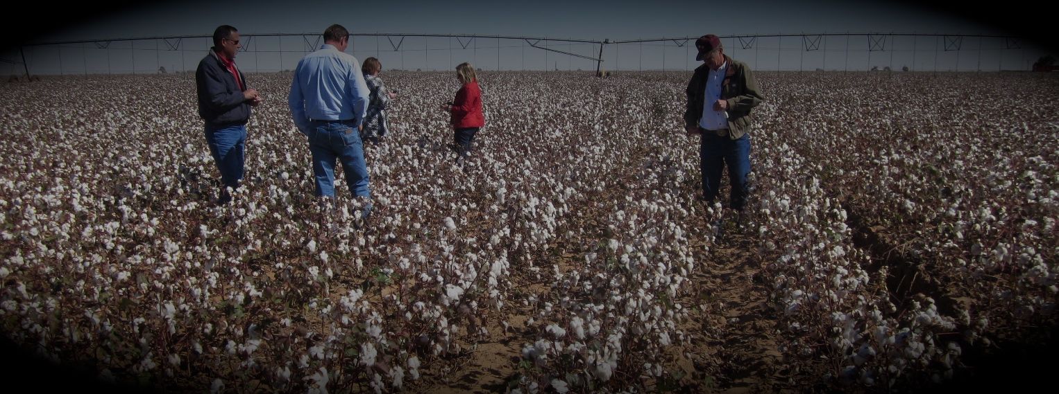 Cotton Field
