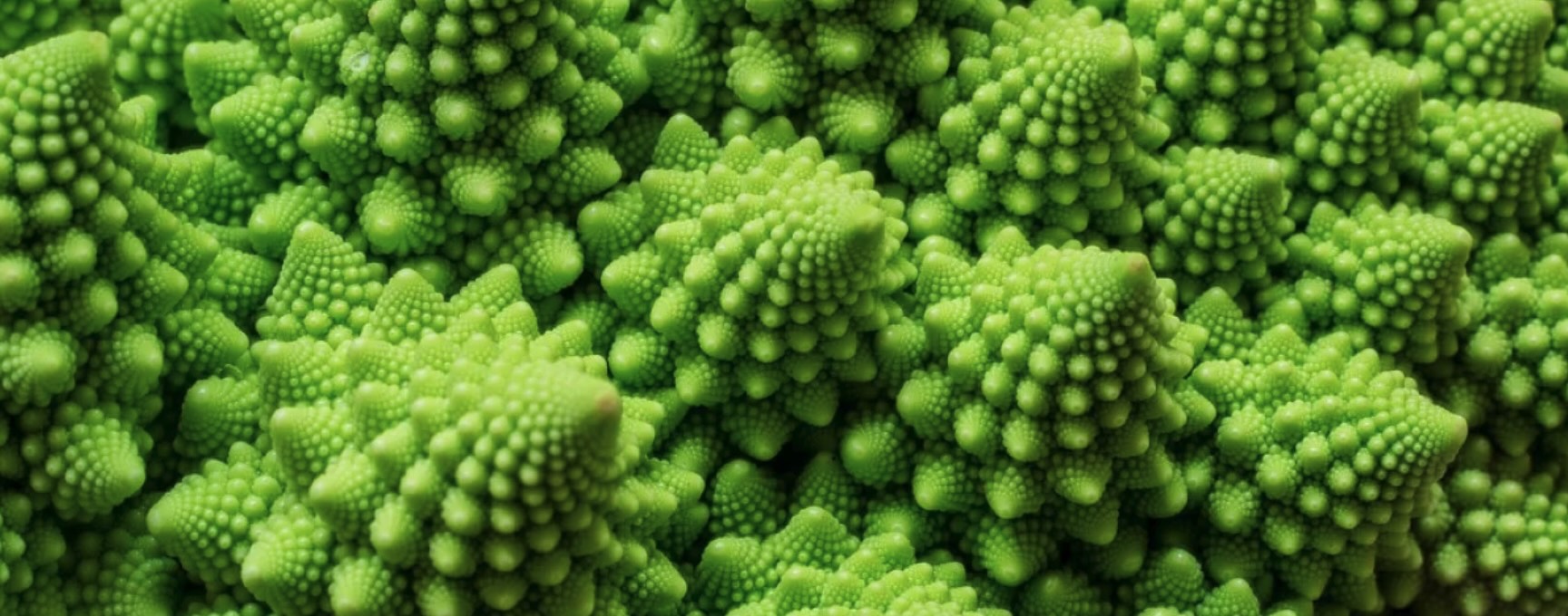 Fractals in nature_journal of wild culture ©2025