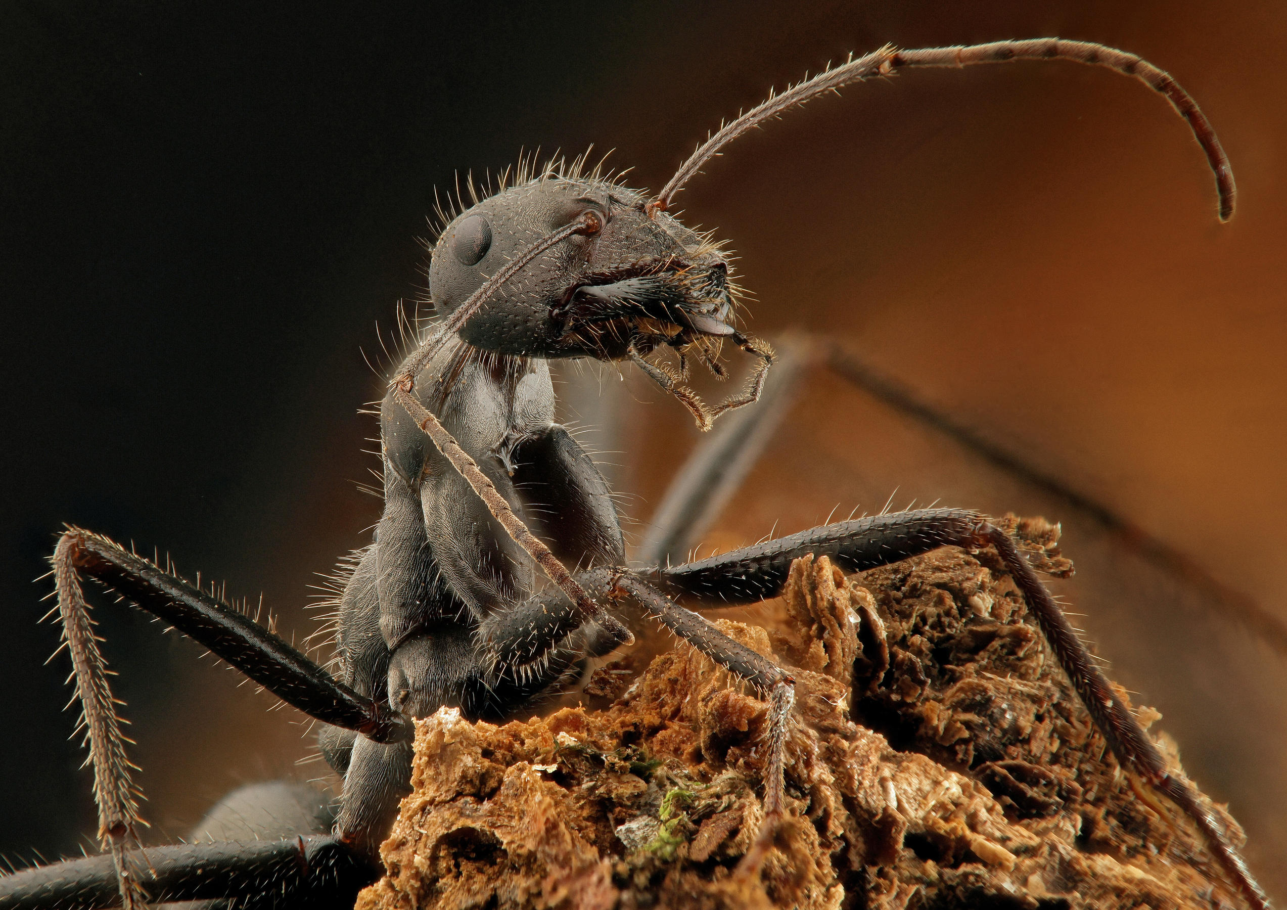'Little Ant' by Roger Mepsted, journal of wild culture ©2020