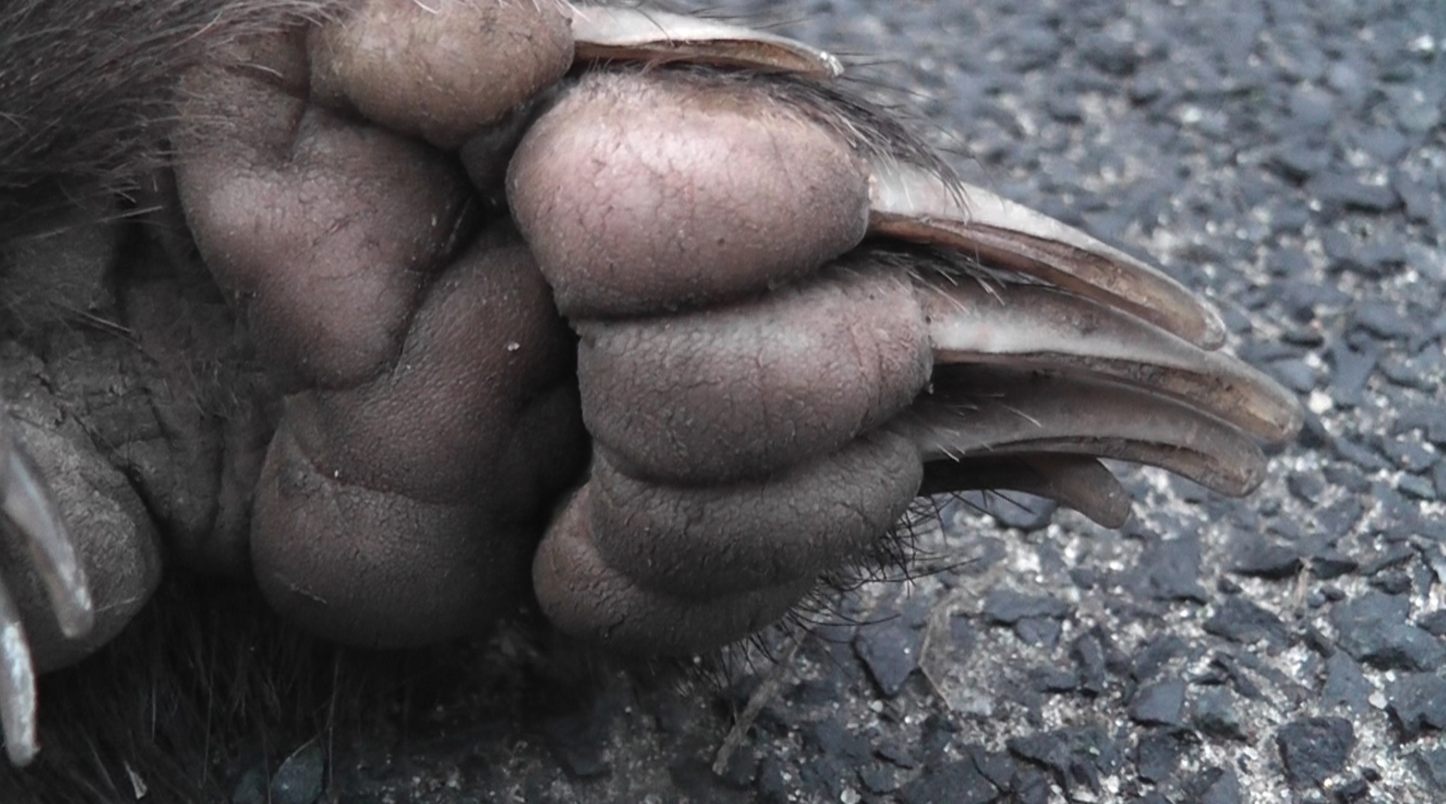 Badger claws, journal of wild culture