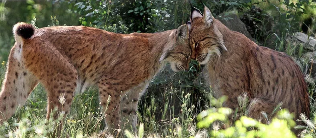 Two Balkan Lynx playing, journal of wild culture ©2022.png