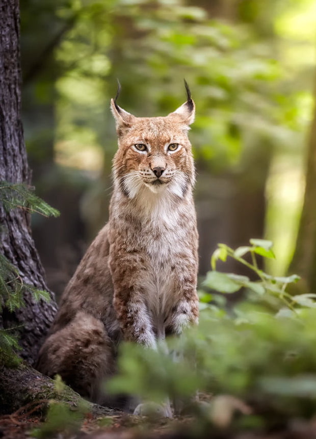 Balkan Lynx, tall ears, journal of wild culture ©2022.jpg