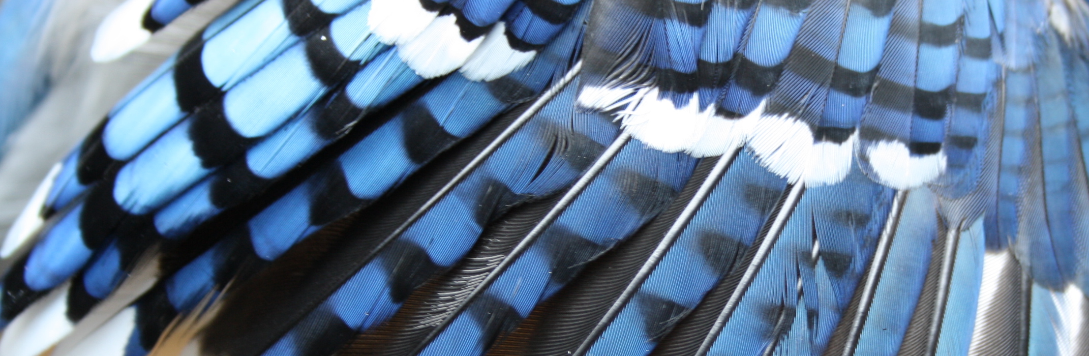 Blue Jay wing feathers, journal of wild culture ©2021