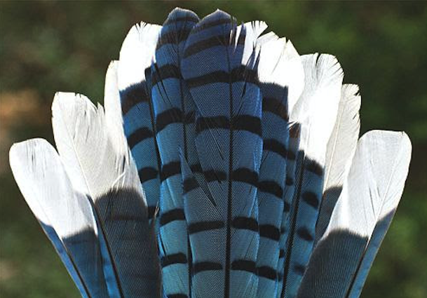 Blue jay tail feathers, journal of wild culture ©2021
