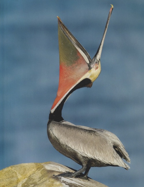 Brown Pelican_Birds of North America