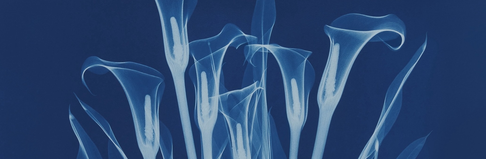 A Flower Through X-ray eyes_Bryan Whitney©2024_journal of wild culture