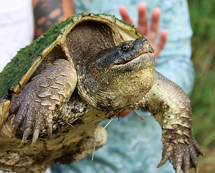 Common_Snapping_Turtle_in_Minnesota, journal of wild culture ©2021