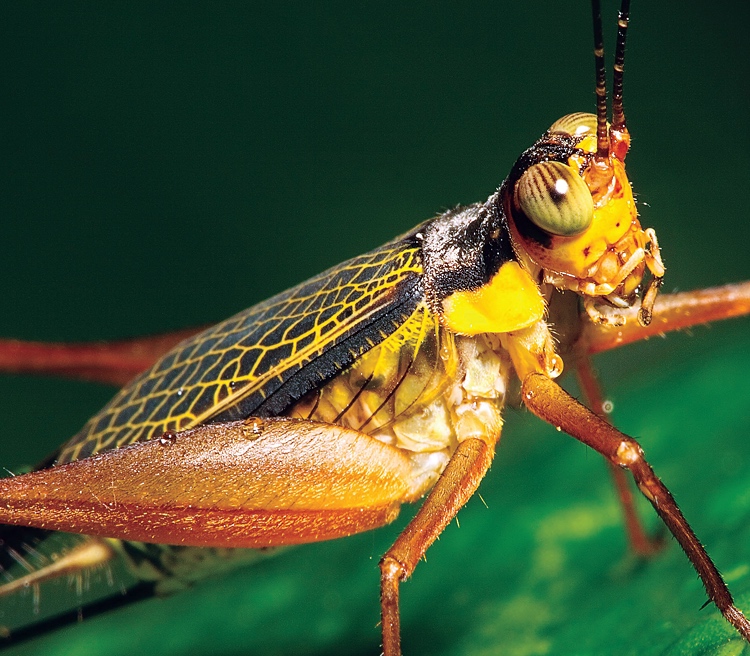  Cricket up close, journal of wild culture ©2021