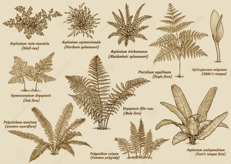 Types of ferns, journal of wild culture, ©2021 (5).jpg