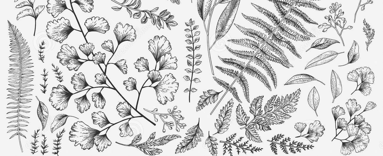 Fern drawing, journal of wild culture, ©2021
