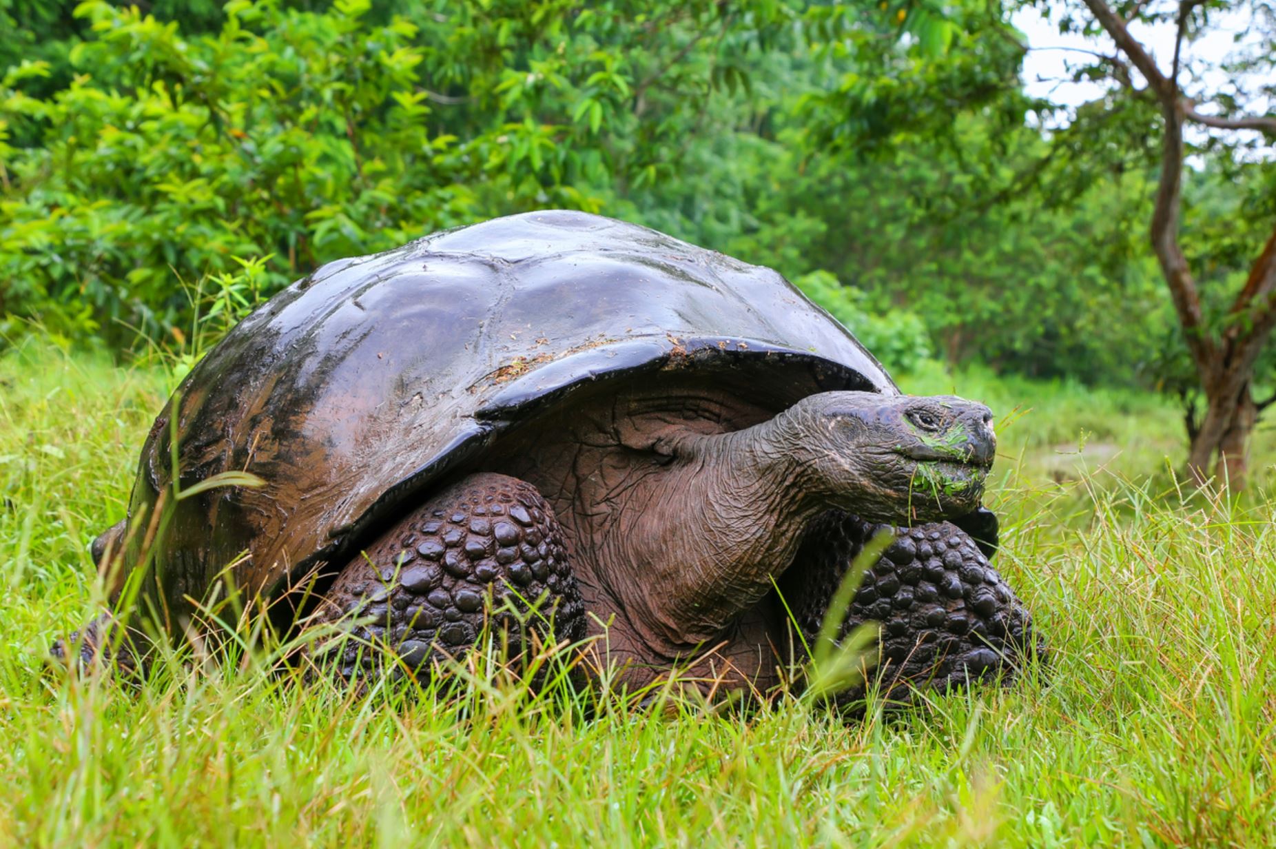 Giant tortoise_wildculture.com ©2026.JPG