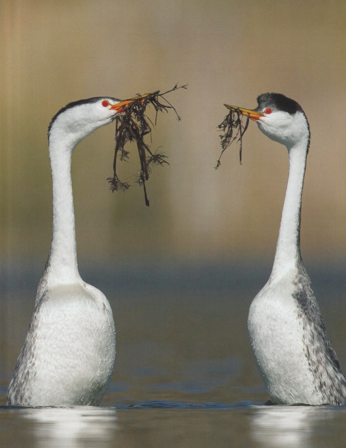 Grebes in mating display_Birds of North America