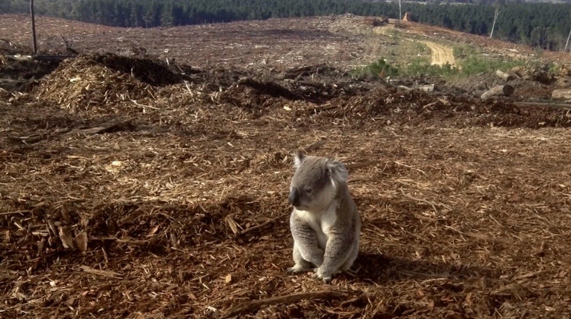 Koala in clearcut forest