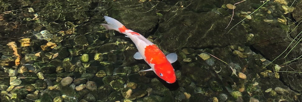 Koi in pond_Susanne Severeid_journal of wild culture_©2024