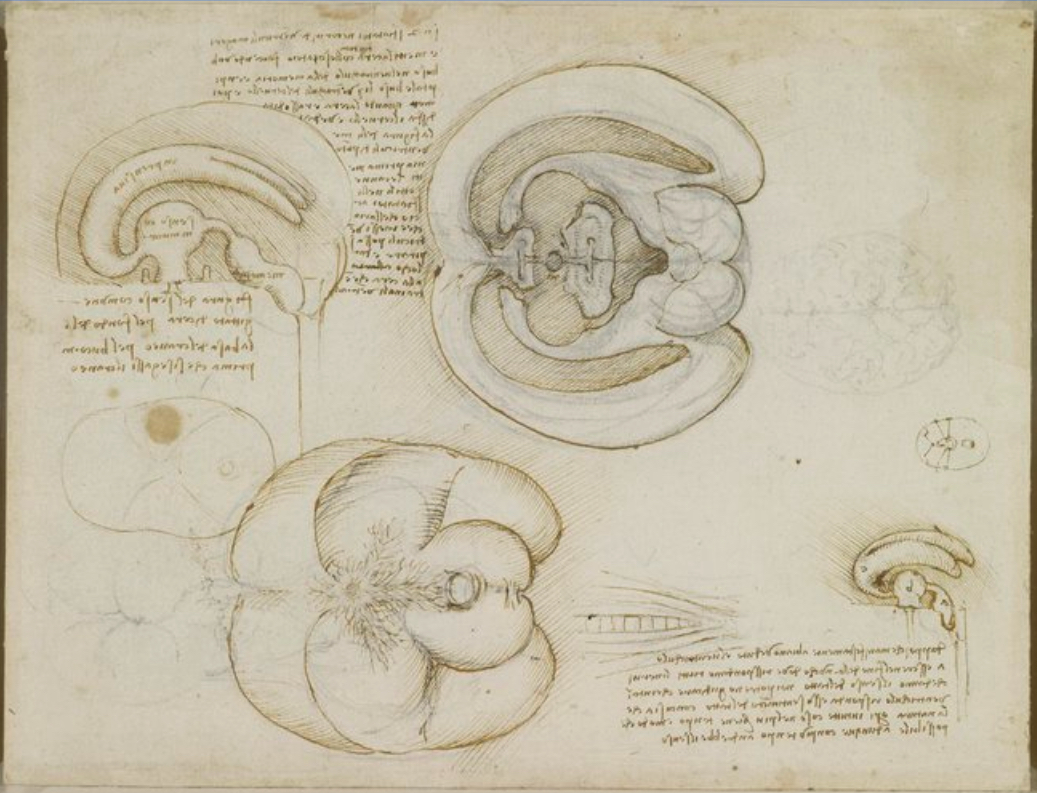 L da Vinci drawing of brain cavities, journal of wild culture