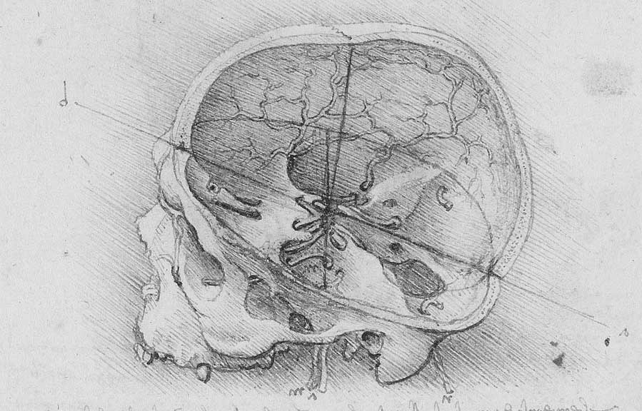 leonardo da vinci anatomy drawings brain