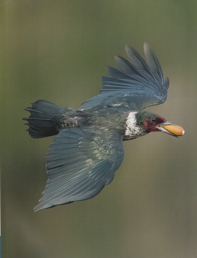 Lewis' Woodpecker_Bird of North America